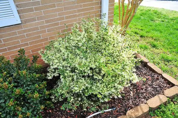 Photo of Loropetalum chinense - A foundation plant:Gary Scott