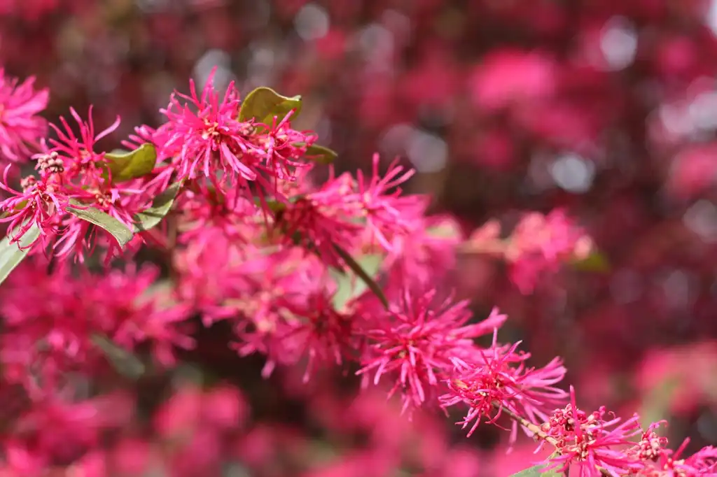 Photo of Loropetalum chinense - flowers, Cabarrus County, NC:Hope Duckworth