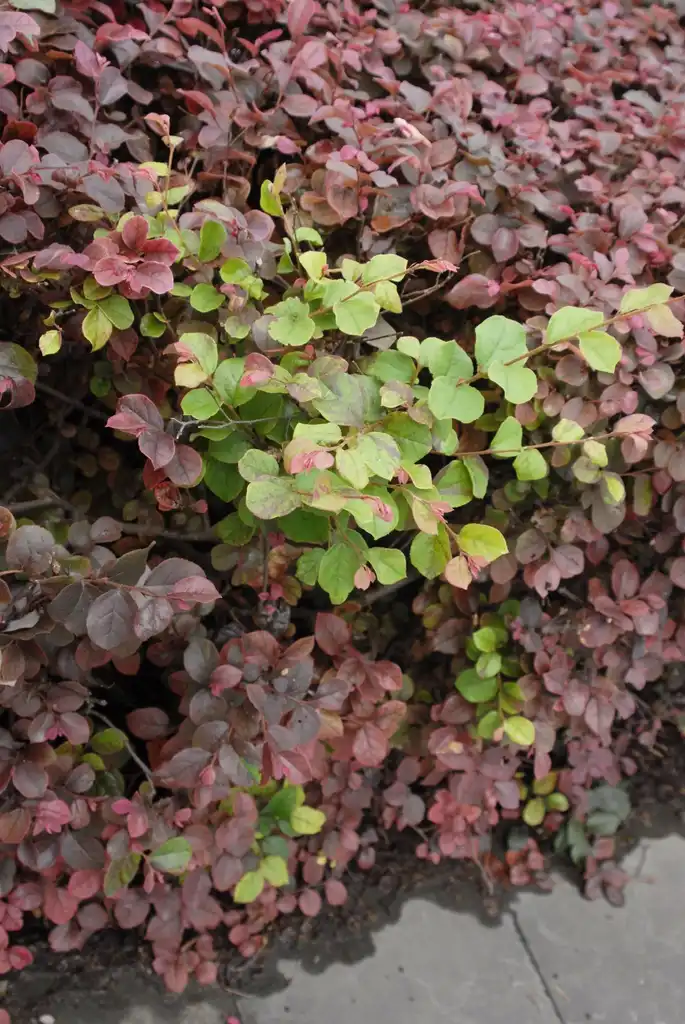Photo of Loropetalum chinense - Reversion:Jim Robbins