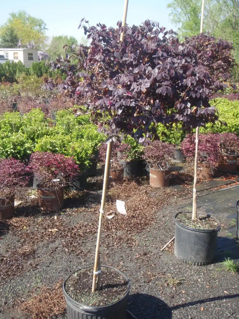 Photo of Loropetalum chinense - Form in Pot:Jim Robbins