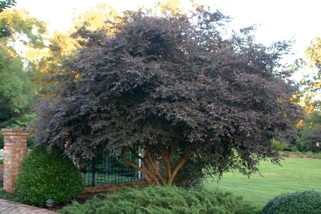 Photo of Loropetalum chinense - Tree:Jim Robbins