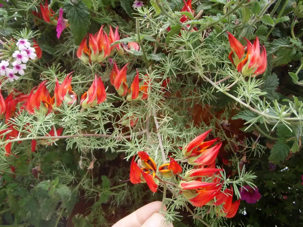 Фото Lotus berthelotii (Lotus berthelotiis)