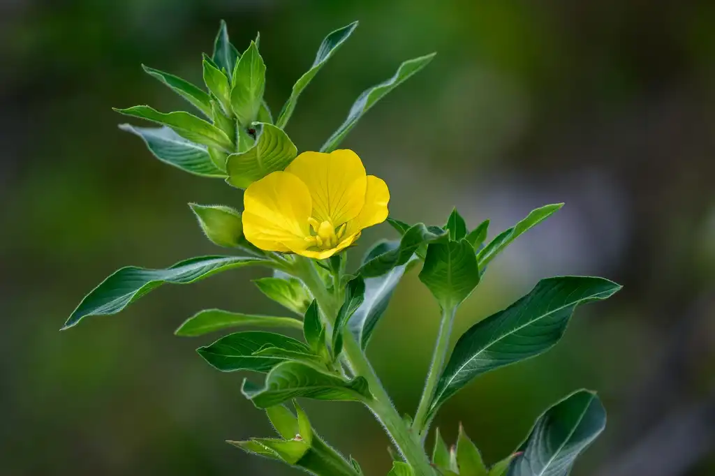 Foto de Ludwigia alternifolia (Ludwigia alternifolias)