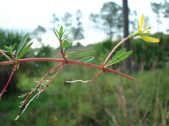 Foto de Ludwigia alternifolia (Ludwigia alternifolias)