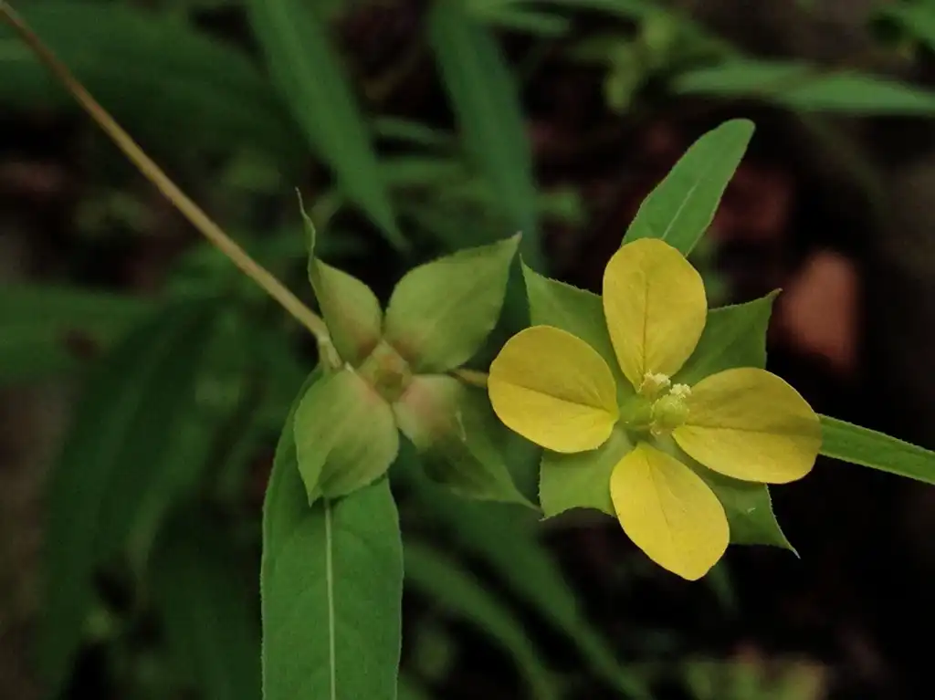 Foto de Ludwigia alternifolia - Flower:Fritz Flohr Reynolds