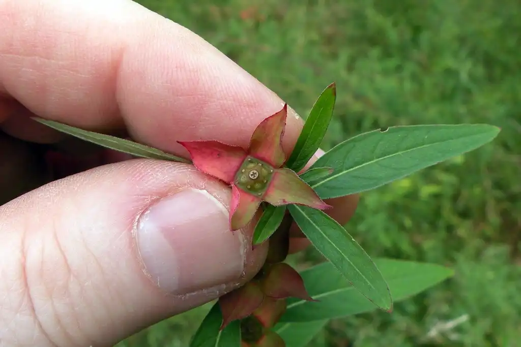 Foto de Ludwigia alternifolia - Size perspective:Doug McGrady