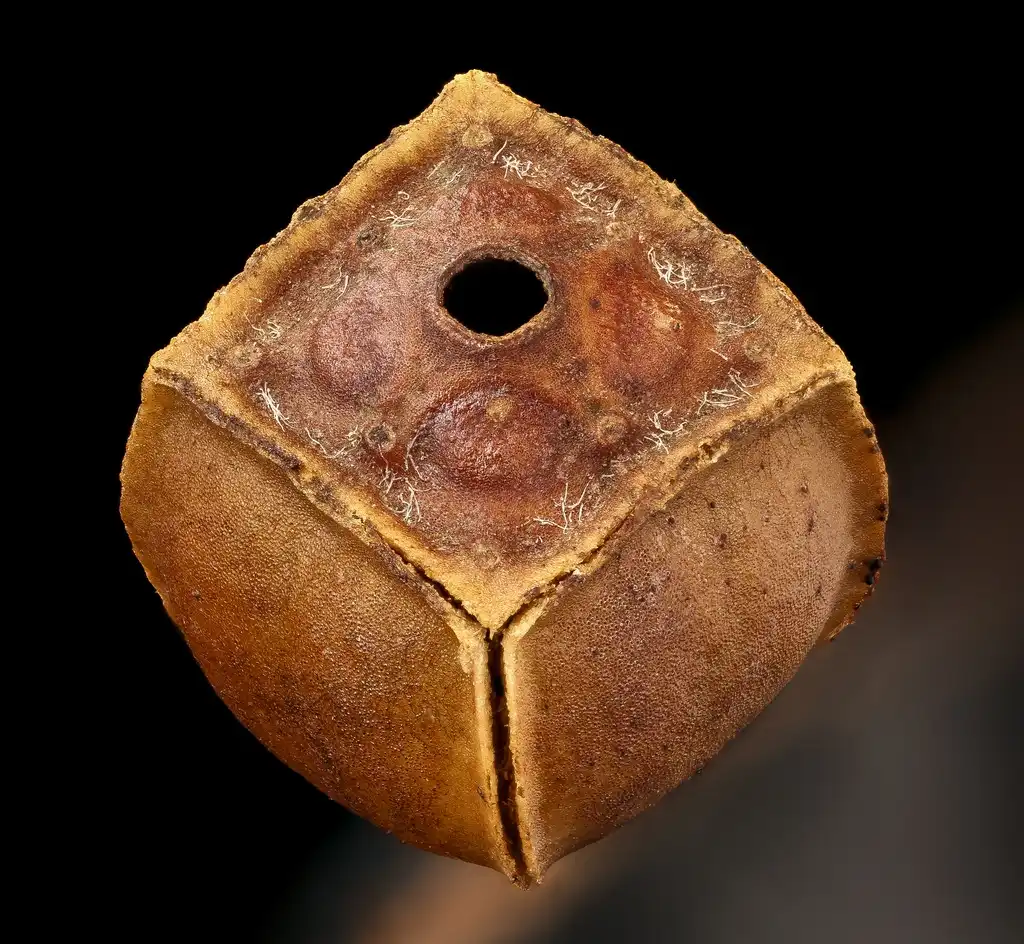 Foto de Ludwigia alternifolia - Seedpod:USGS