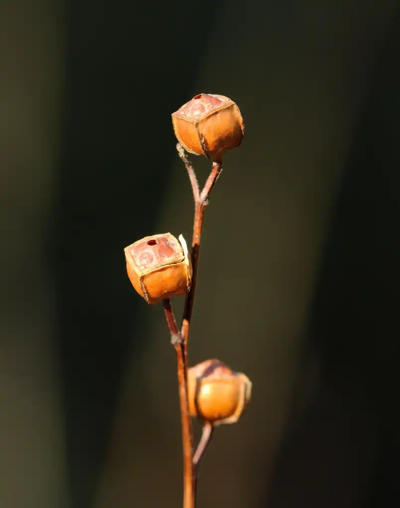 Foto de Ludwigia alternifolia - Seed Stem:Phillip Bouchard