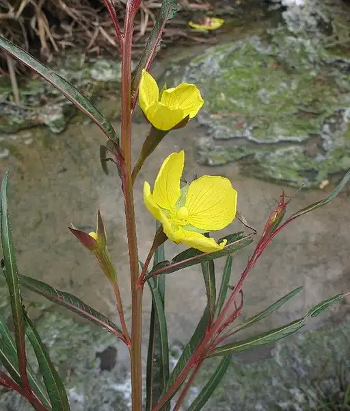 Photo of Ludwigia longifolia (Ludwigia longifolias)