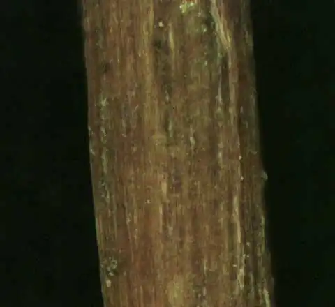 Photo of Ludwigia palustris (Ludwigia palustriss)
