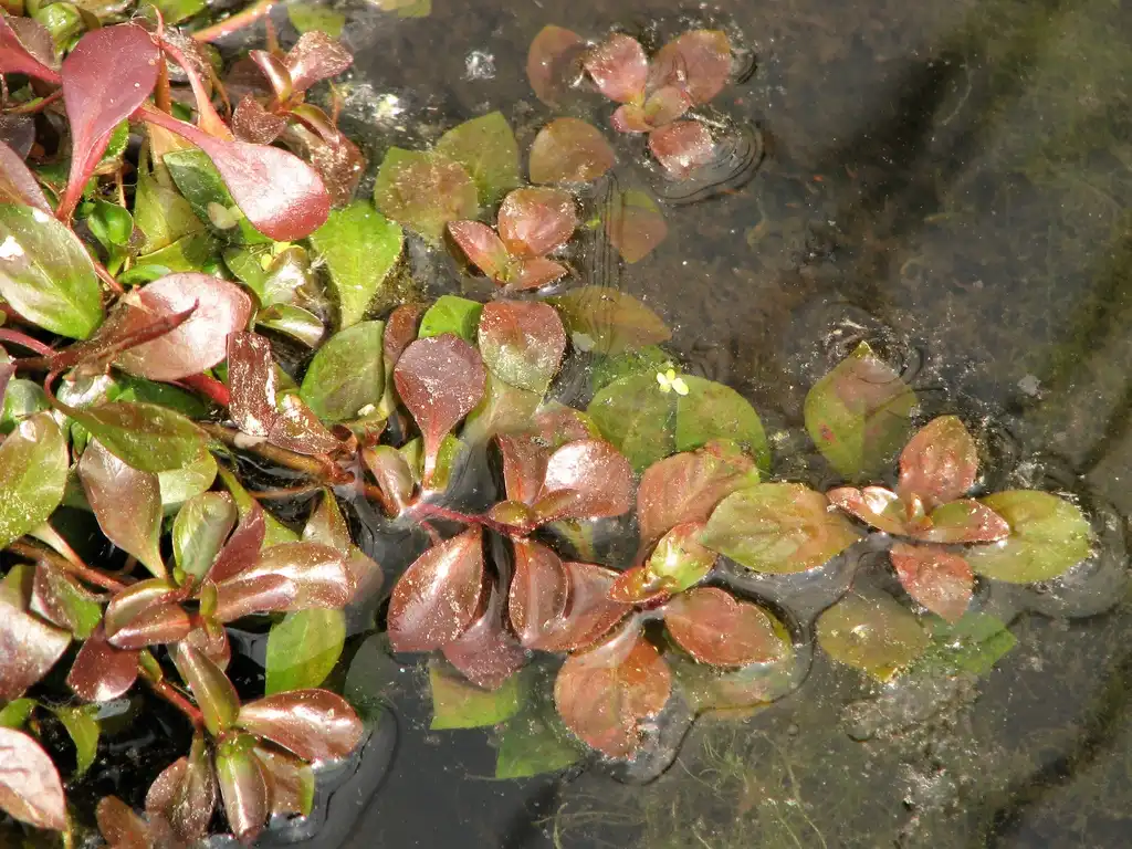 Photo of Ludwigia palustris - Leaves:Agnieszka Kwiecień, Nova