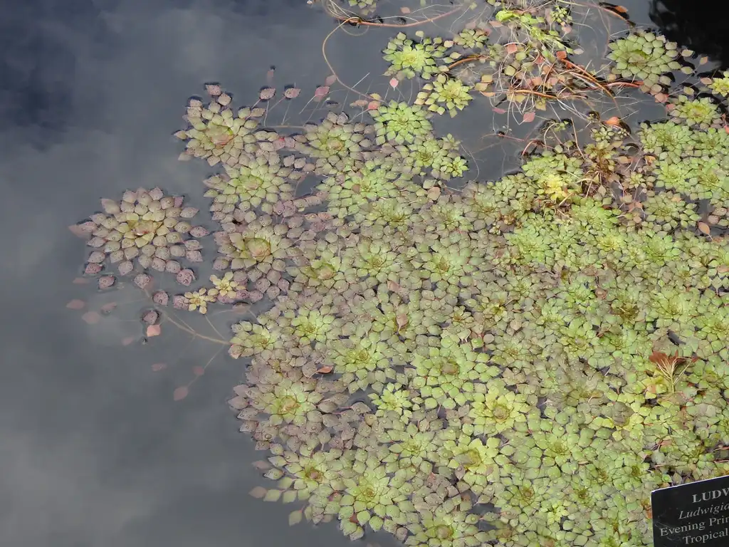 Фото Ludwigia sedoides (Ludwigia sedoidess)