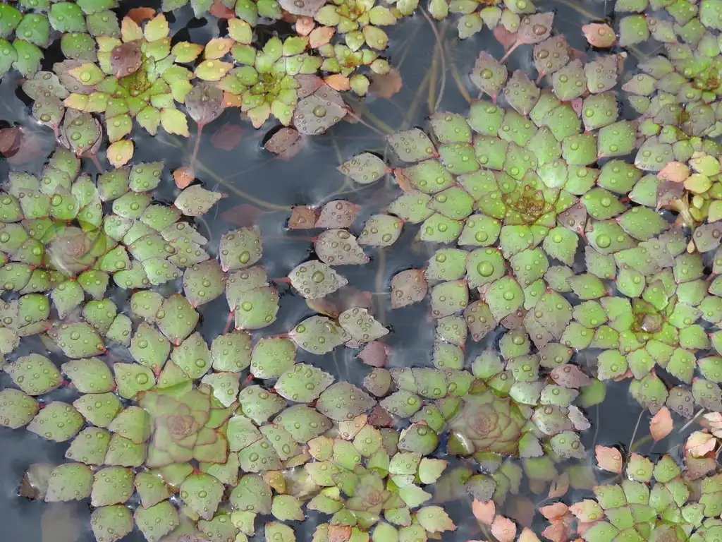 Фото Ludwigia sedoides (Ludwigia sedoidess)