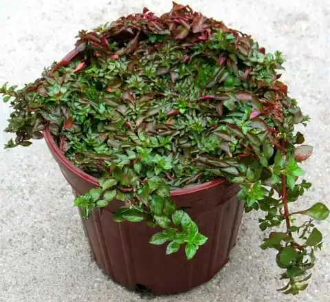 Фото Ludwigia (Ludwigias)