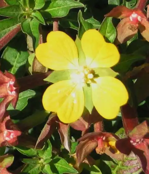 Фото Ludwigia (Ludwigias)
