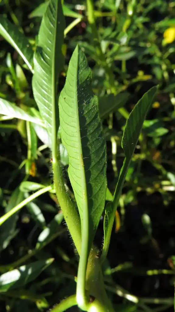 Фото Ludwigia - Leaf underside of L. peptides:John Tann
