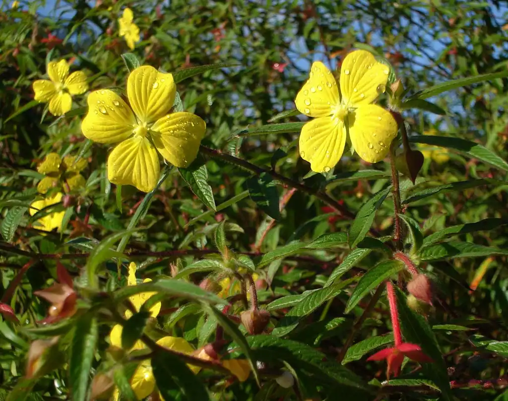 Фото Ludwigia - Flower of L. octovalvis:Tau'olunga