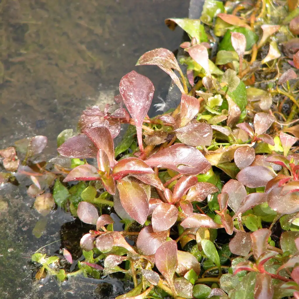 Фото Ludwigia - L. palustris on water:Agnieszka Kwiecien'