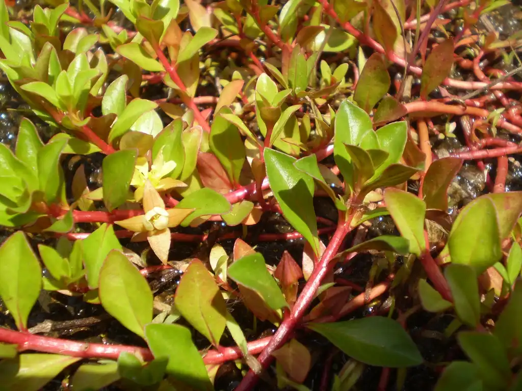 Фото Ludwigia - L. repens: