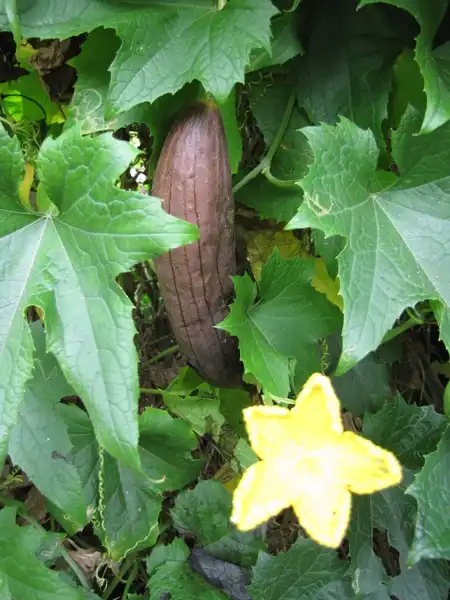 Foto de Luffa aegyptiaca (Luffa aegyptiacas)