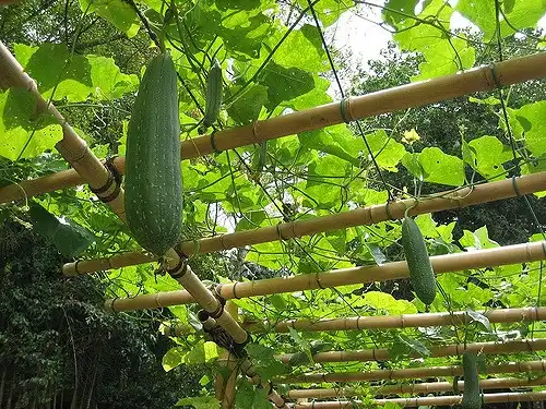 Foto de Luffa aegyptiaca (Luffa aegyptiacas)
