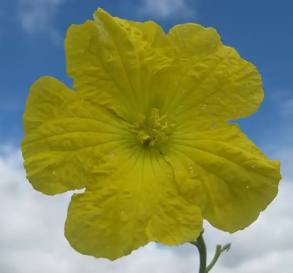 Foto de Luffa aegyptiaca - :Tom Rulkens
