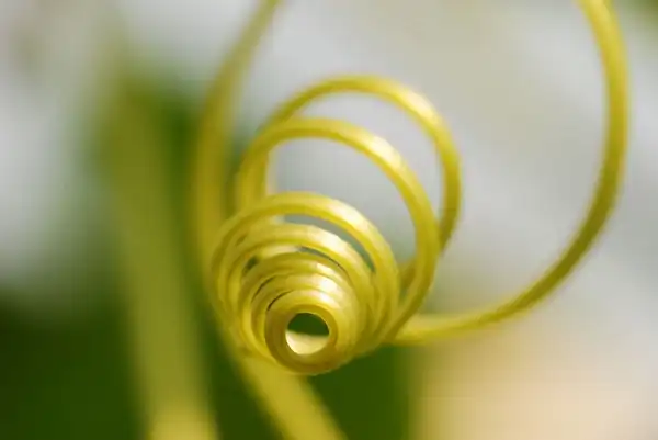 Foto de Luffa aegyptiaca - :Yu Ching Chu