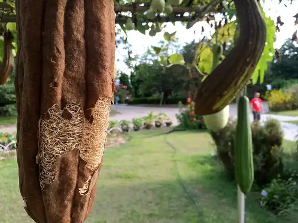Foto de Luffa aegyptiaca - :Kevin Yank