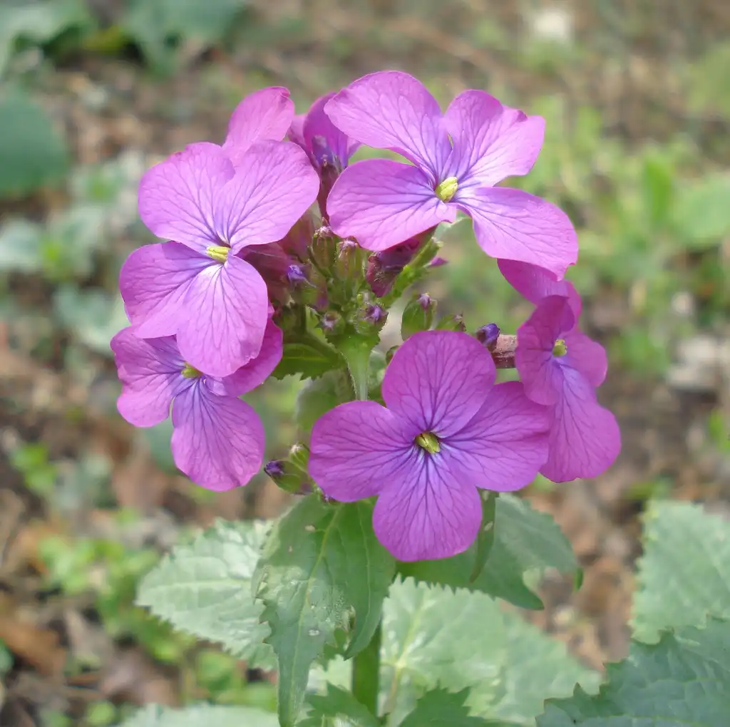 Foto de Lunaria annua (Lunaria annuas)