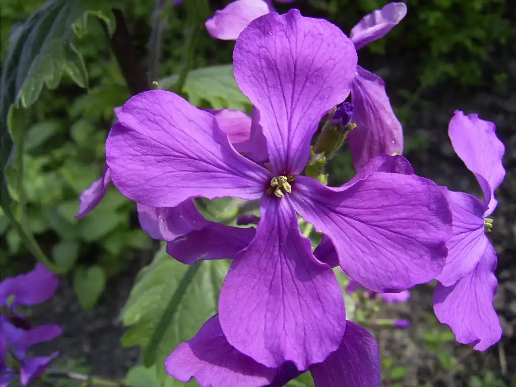 Foto de Lunaria annua (Lunaria annuas)