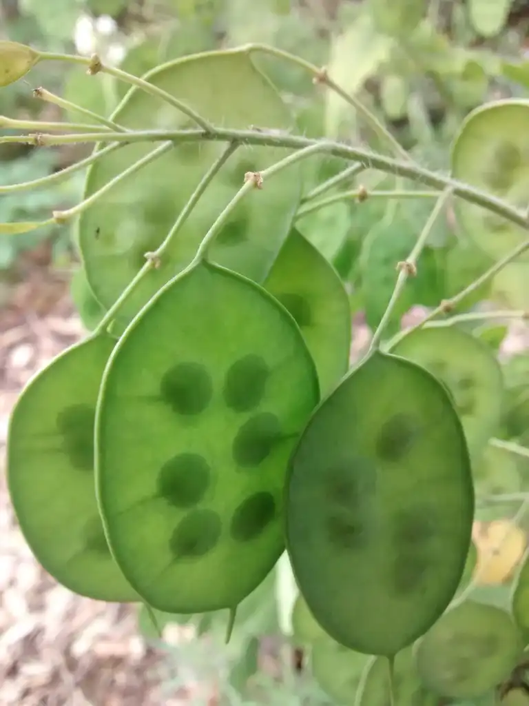 Foto de Lunaria annua - Immature seeds:Unai.mdldm