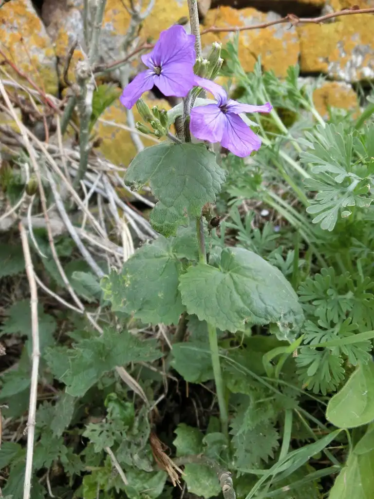 Foto de Lunaria annua - Flower and leaves:Orrin