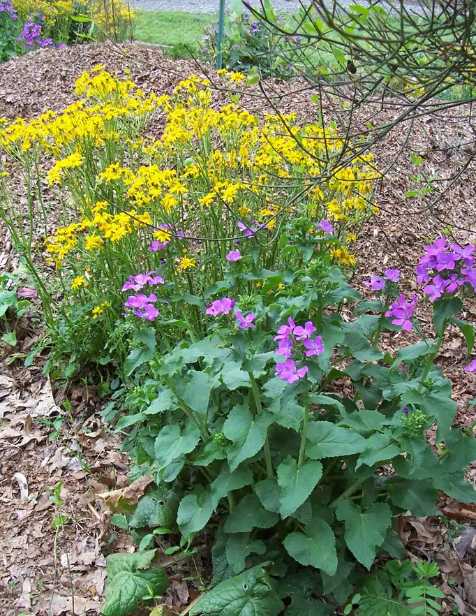 Foto de Lunaria annua - lavender blooms, spring, Iredell County, NC:Eva Munday