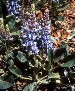 Foto de Lupinus diffusus (Lupinus diffususs)