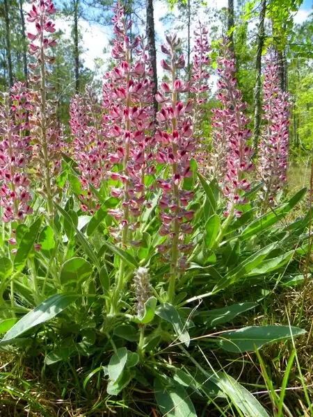 Photo of Lupinus villosus (Lupinus villosuss)