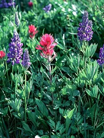 Фото Lupinus (Lupinuss)