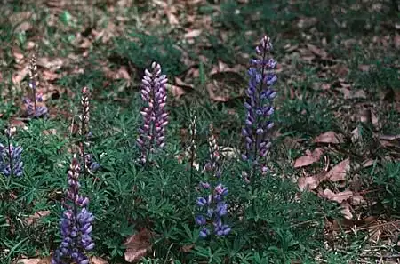 Фото Lupinus (Lupinuss)