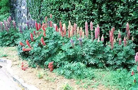 Фото Lupinus - :