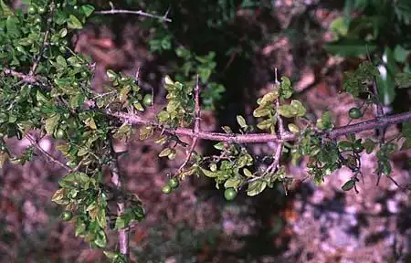 Photo of Lycium (Lyciums)