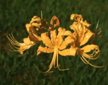 Фото Lycoris aurea (Lycoris aureas)