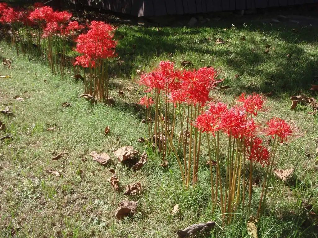 Фото Lycoris radiata (Lycoris radiatas)