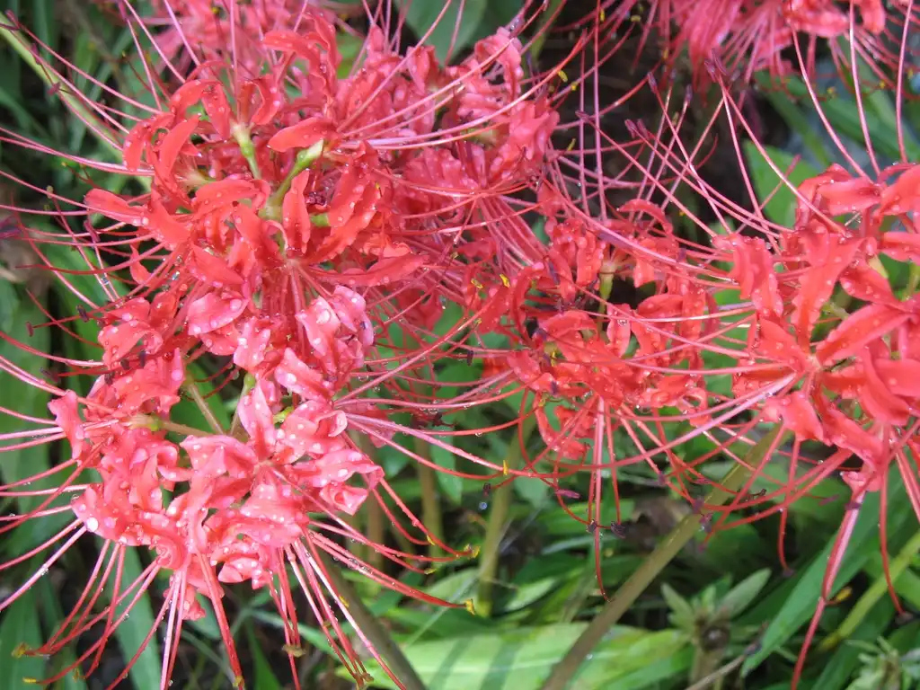 Фото Lycoris radiata (Lycoris radiatas)