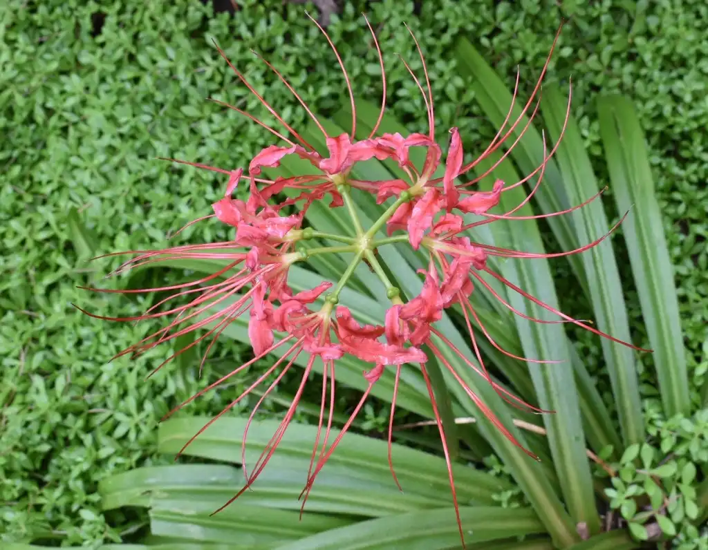 Фото Lycoris radiata - Flower Close-up (Warren County, NC):Cathy Dewitt