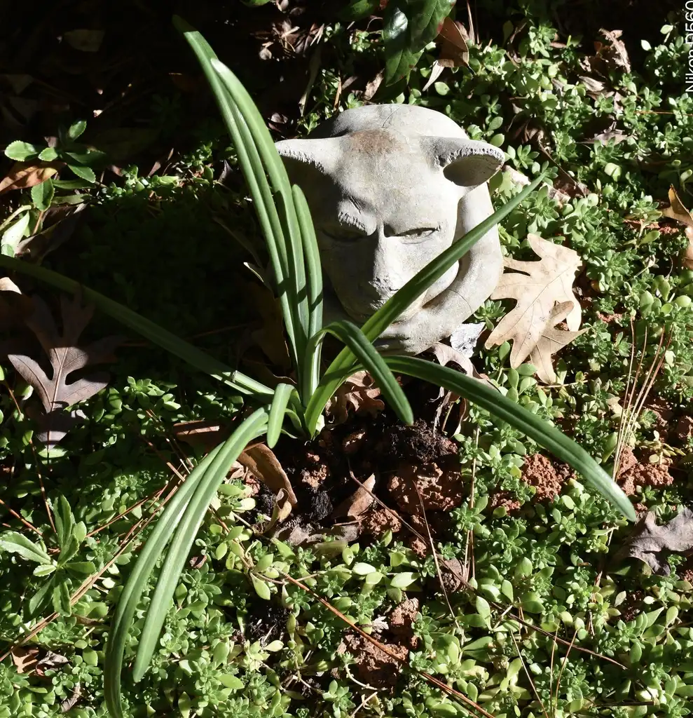 Фото Lycoris radiata - 'Fire Engine' Form (Warren County, NC)-Early Winter:Cathy Dewitt