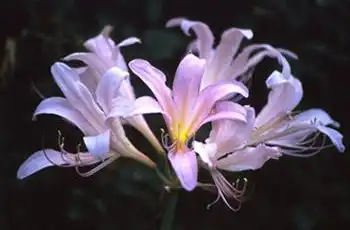 Фото Lycoris squamigera (Lycoris squamigeras)