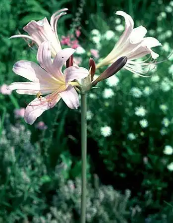 Фото Lycoris squamigera (Lycoris squamigeras)