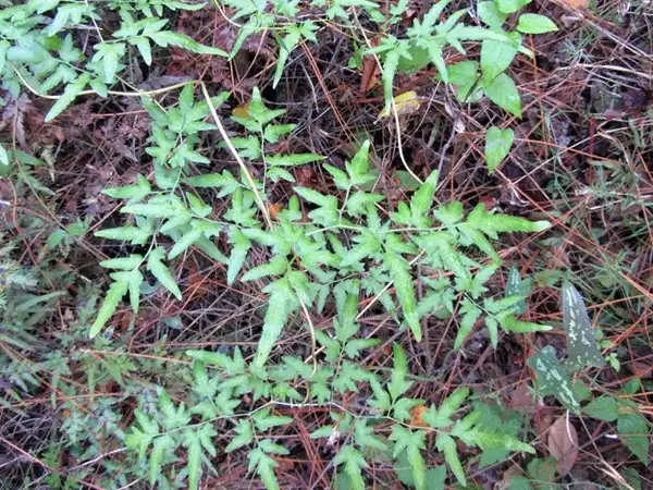 Foto de Lygodium japonicum (Lygodium japonicums)