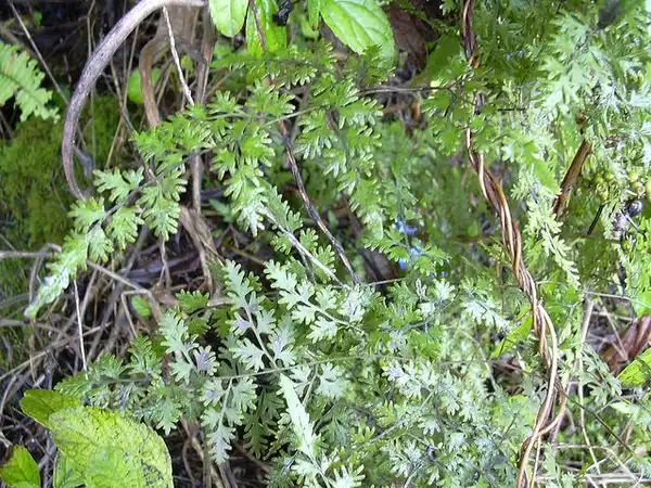 Foto de Lygodium japonicum - Fertile fronds:Forest and Kim Starr