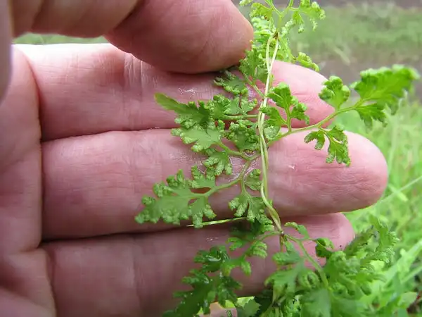 Foto de Lygodium japonicum - Close up of Fronds:Forest and Kim Starr