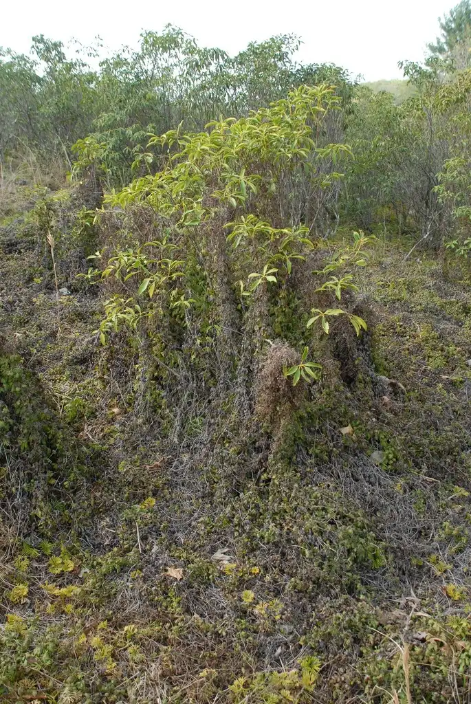 Photo of Lygodium palmatum (Lygodium palmatums)